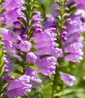 Fyziostégia virgínska 'Crystal Peak Rose'